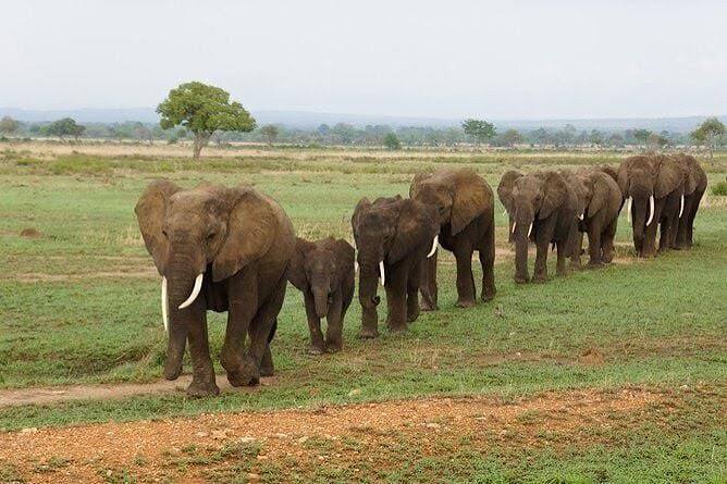 Best Tanzania Tours for 2025 - 2026