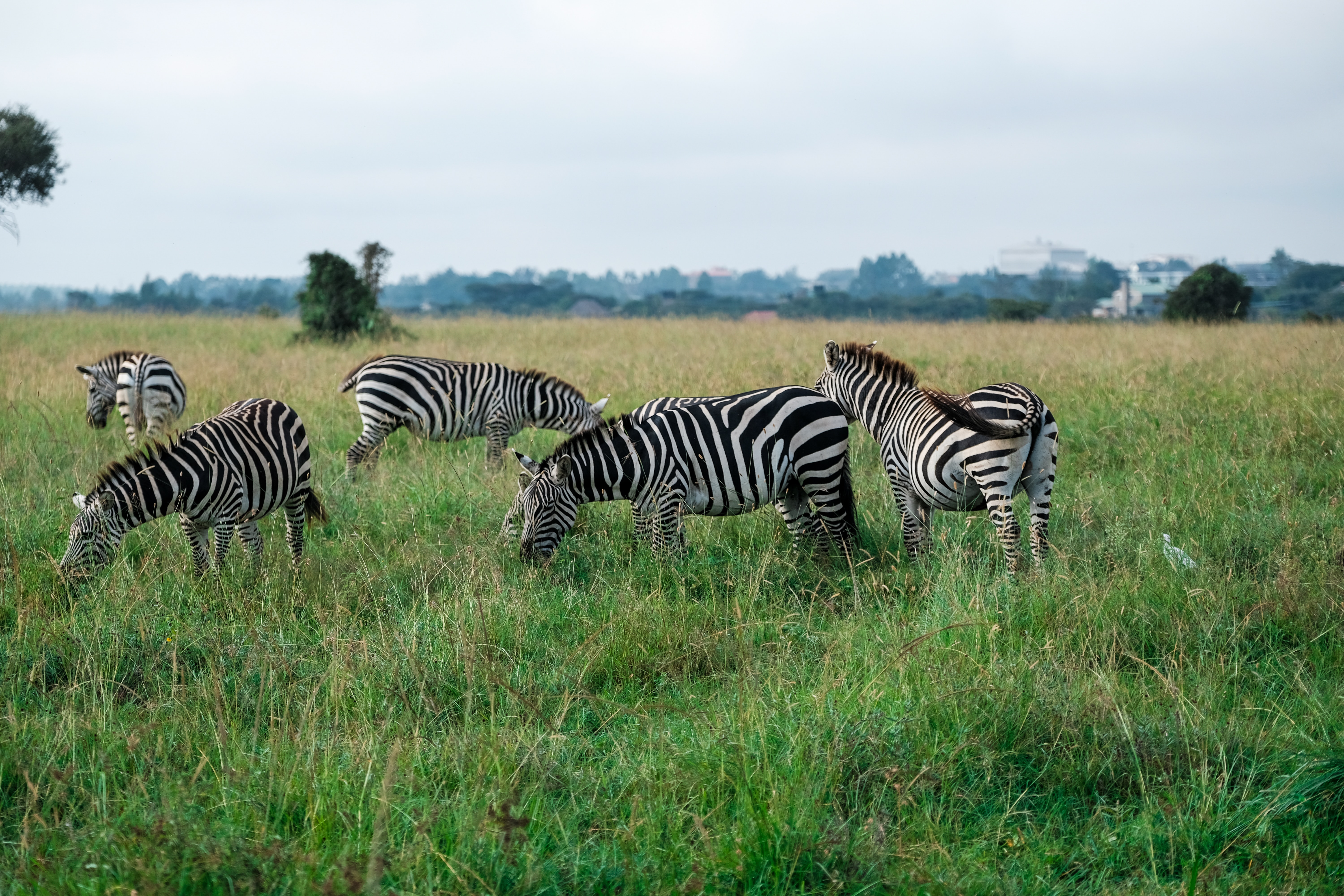 green season tanzania safari tour