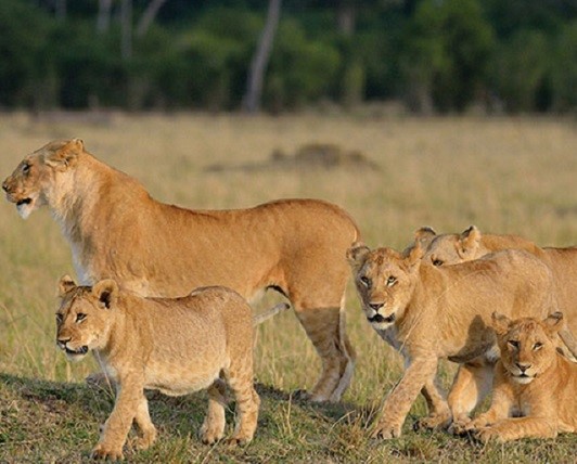 Ngorongoro crater safari tour