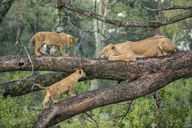 Ruaha national park safari tour
