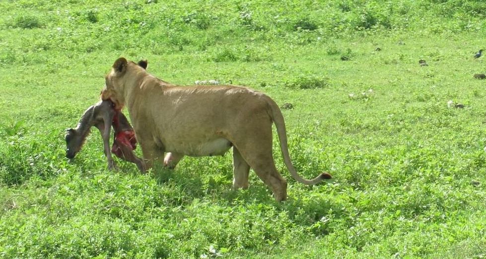 Kenya Camping Tours